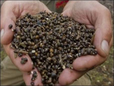 hemp seed for carp