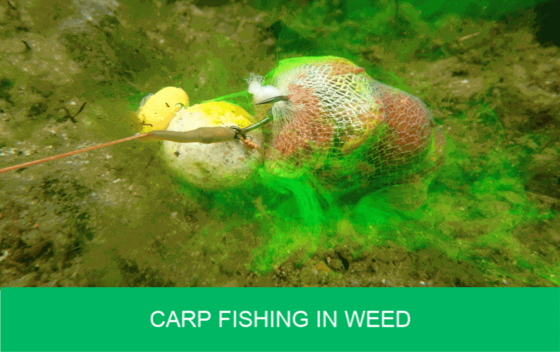 carp fishing in weed