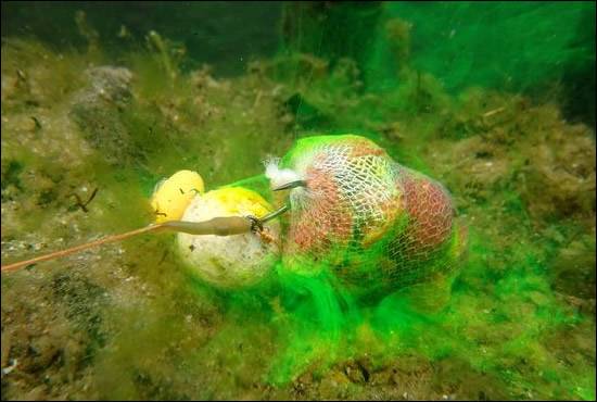 Catching Carp in Weed