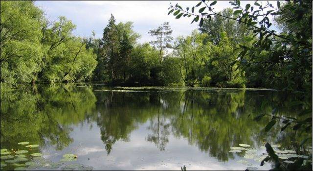 Tall Trees Fishery