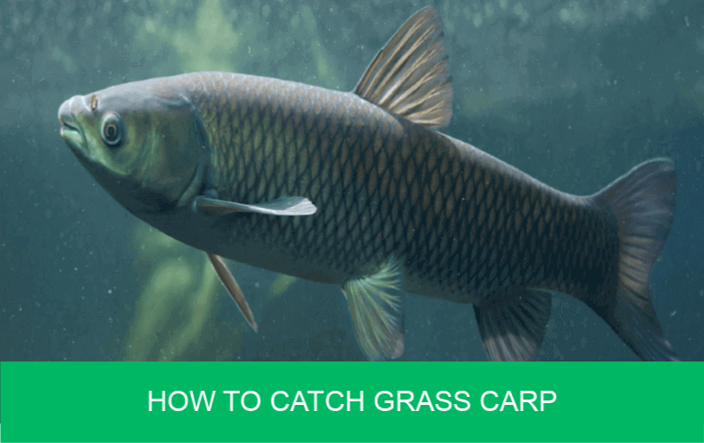 How to Catch Grass Carp