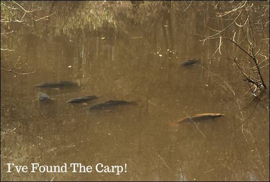 Carp Patrolling