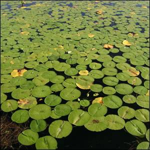 Stalking Near Lily Pads