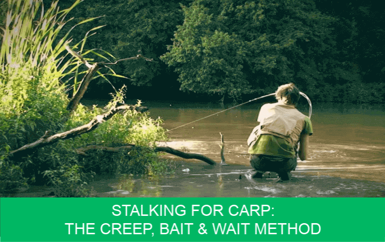 stalking for carp