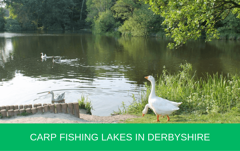 Carp Fishing Lakes in Derbyshire Carp n Bait