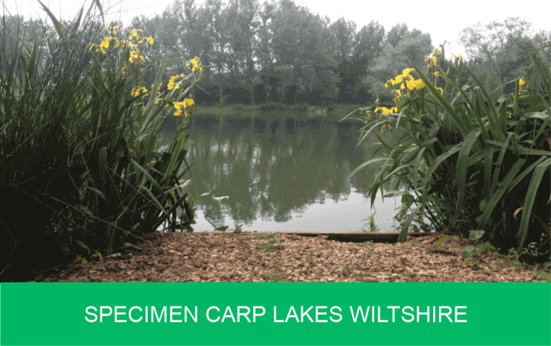 Specimen Carp Lakes Wiltshire