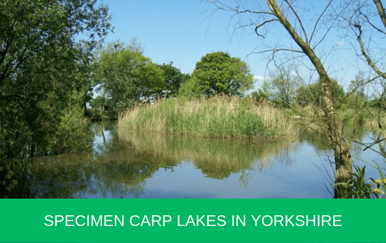 Specimen Carp Lakes in Yorkshire