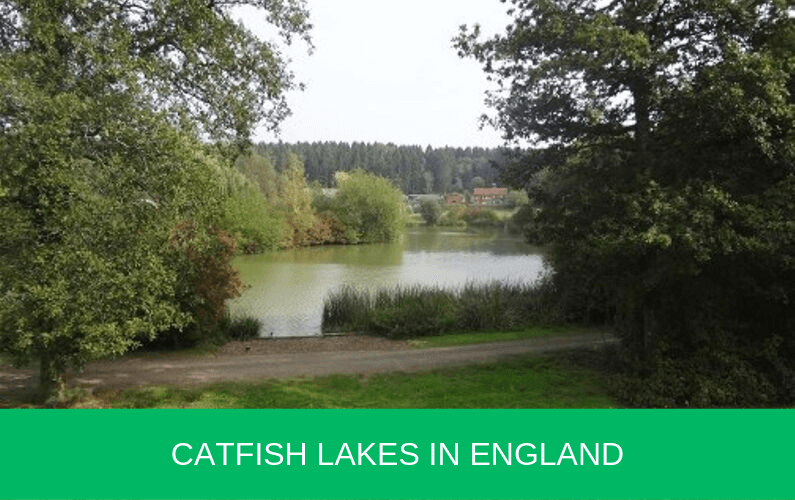 Catfish Lakes in England Carp n Bait
