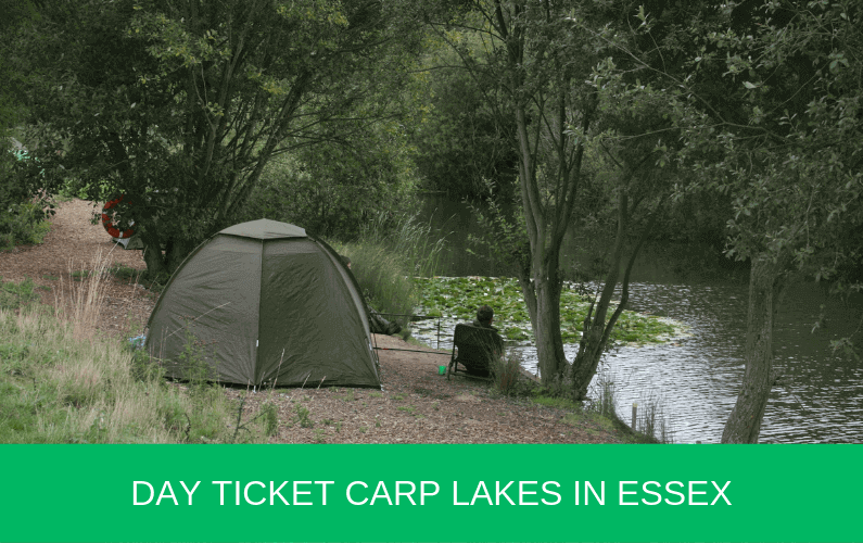 Day Ticket Carp Lakes in Essex Carp n Bait
