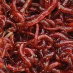 Bloodworm