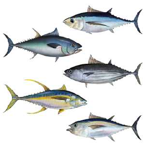 Tuna