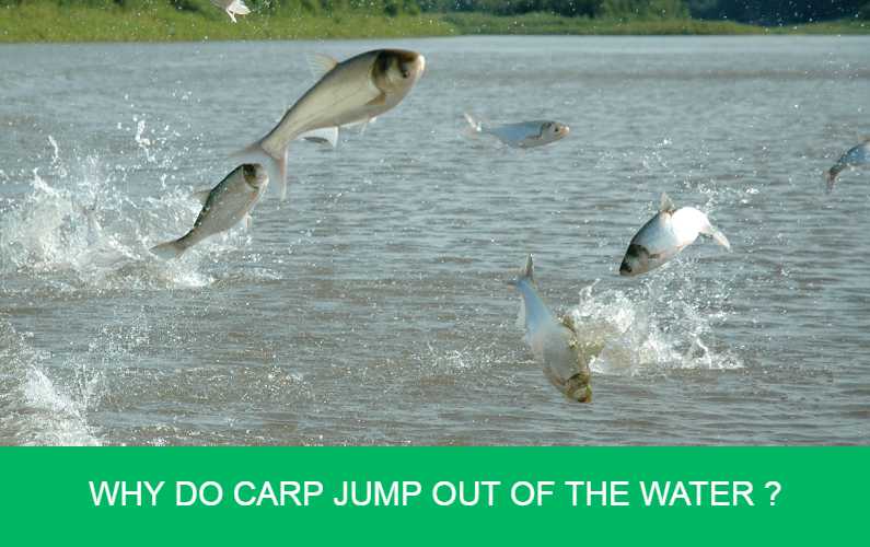 Carp jumping out of water
