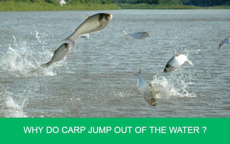 Why do carp jump out of the water