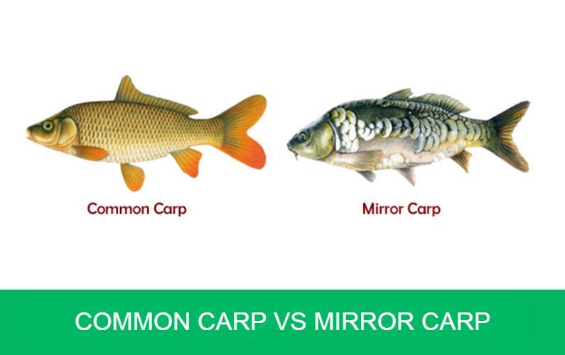 Common Carp vs Mirror Carp