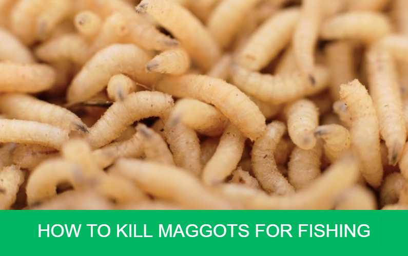 How to Kill Maggots for Fishing